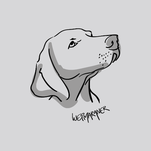 Weim Head