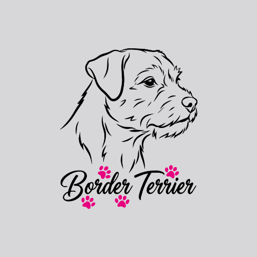 Border terrier