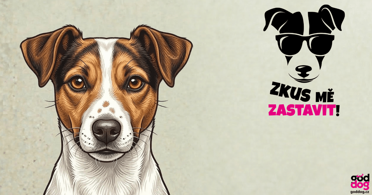 Jack Russell Teriér