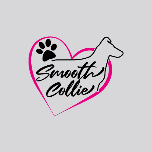Smooth Collie