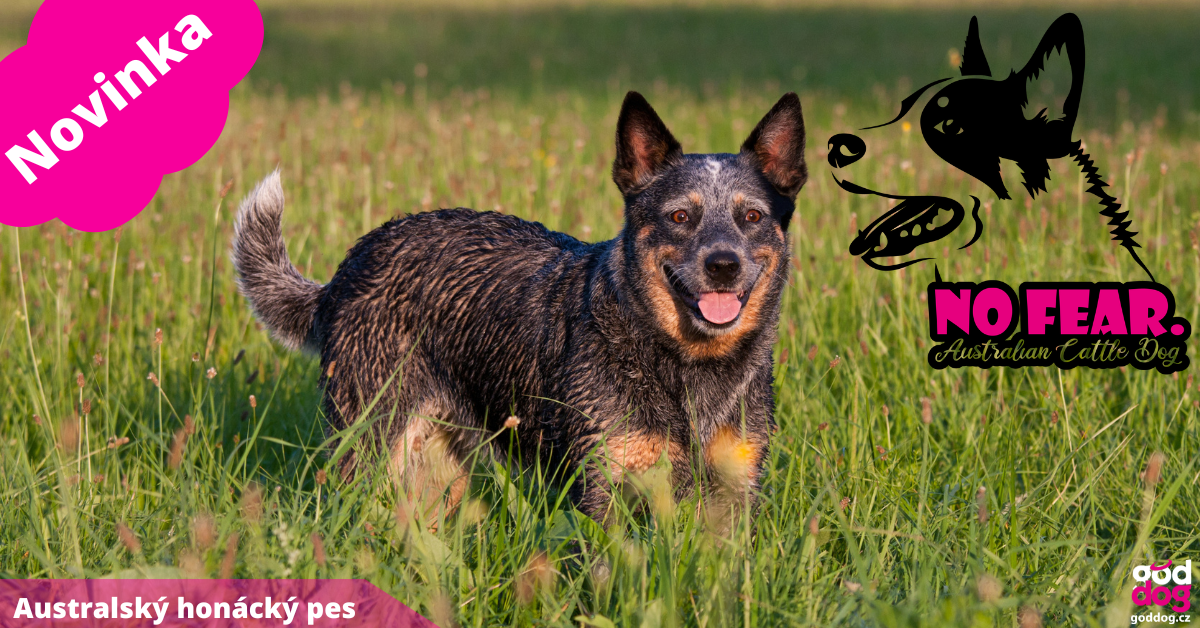 Australský honácký pes
