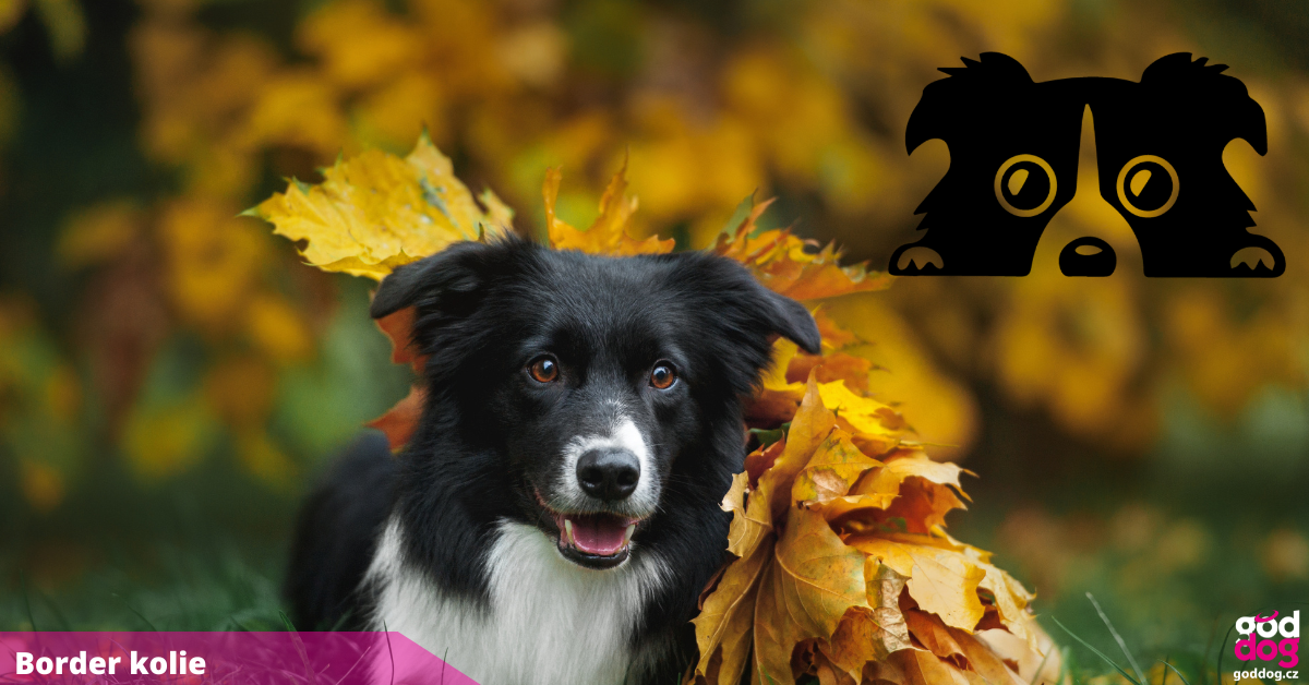 Border kolie
