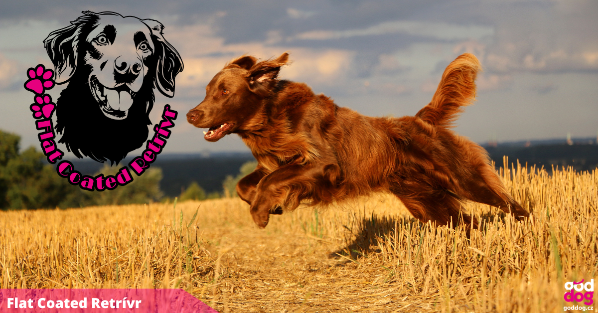 Flat Coated Retrívr