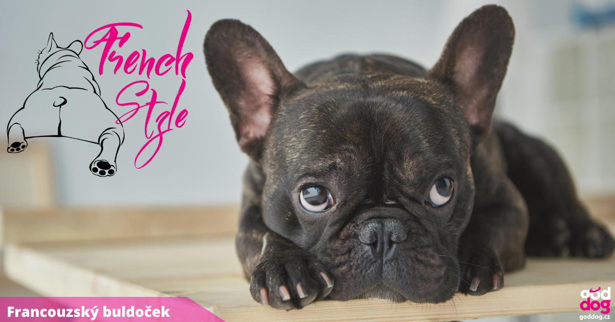 Francouzský buldoček