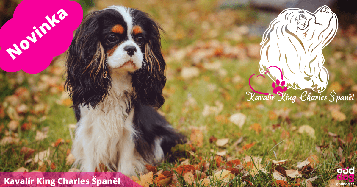 Kavalír King Charles Španěl