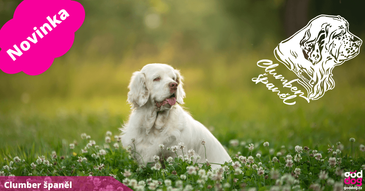 Clumber španěl