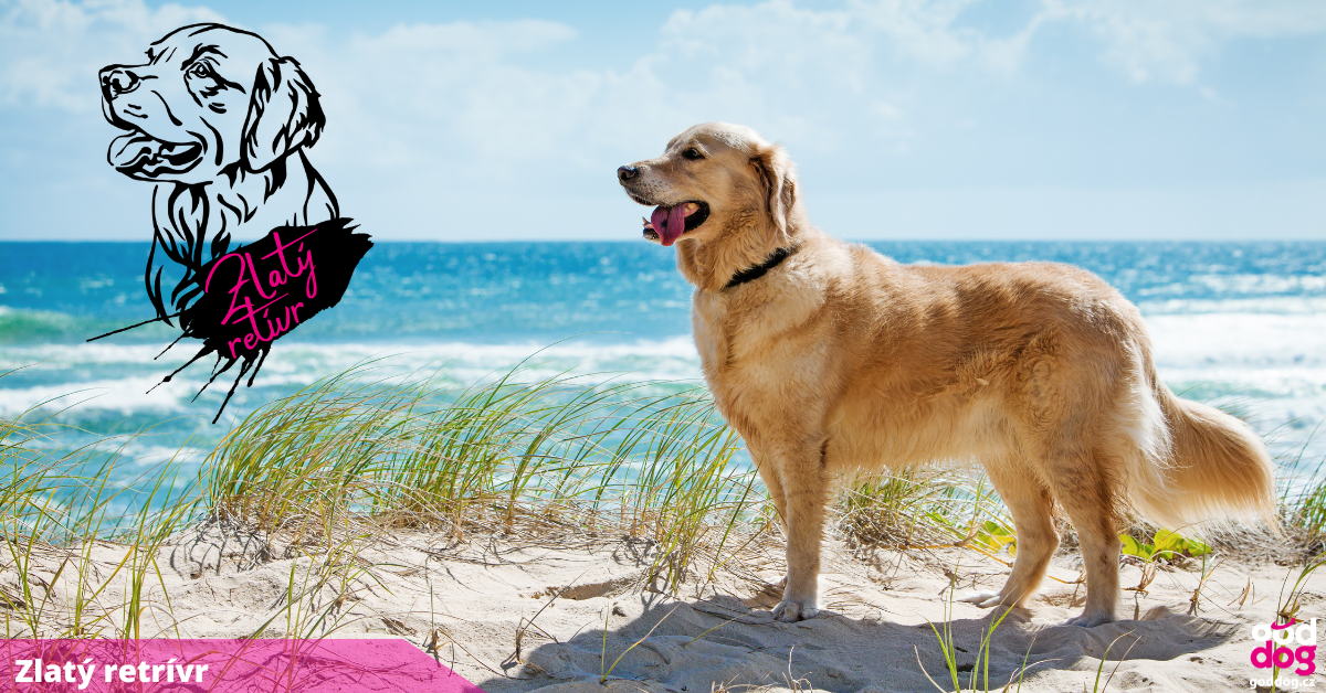 Zlatý retrívr
