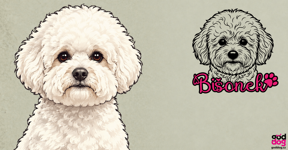 Bichon Frisé