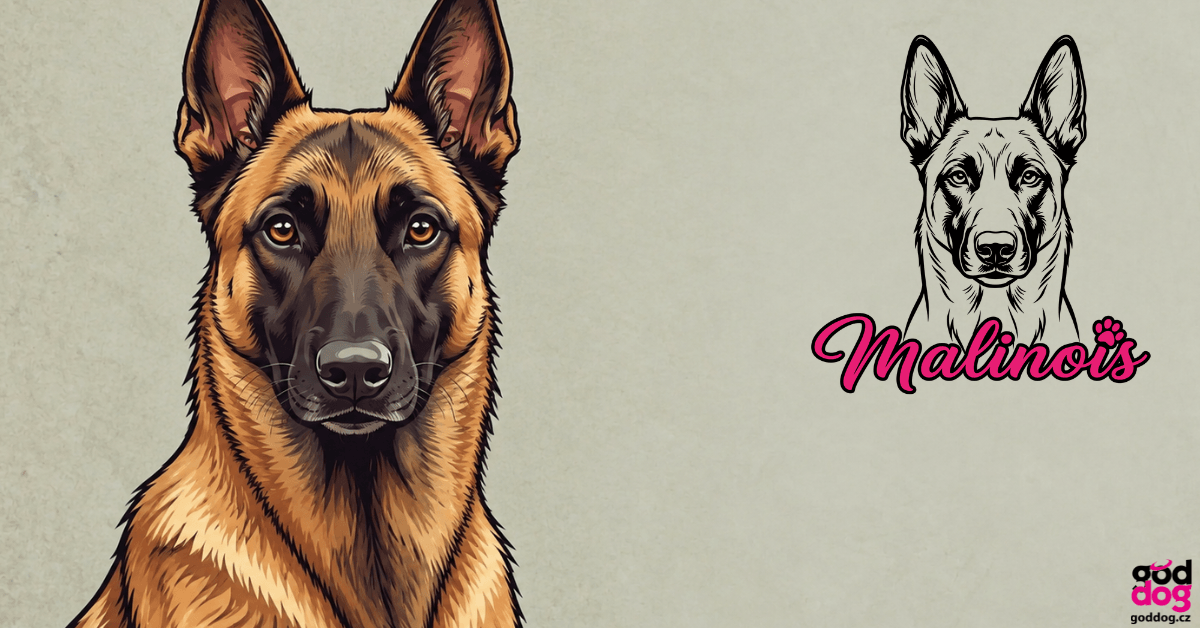 Malinois